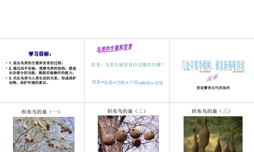 八年级生物上册 4.2.3 鸟的生殖和发育课件 （新版）济南版-（新版）济南版初中八年级上册生物课件