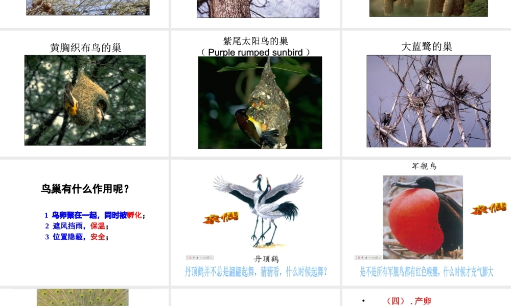 八年级生物上册 4.2.3 鸟的生殖和发育课件 （新版）济南版-（新版）济南版初中八年级上册生物课件