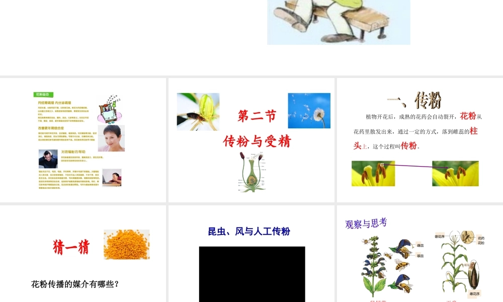 八年级生物上册 1.2 传粉与受精课件 （新版）济南版