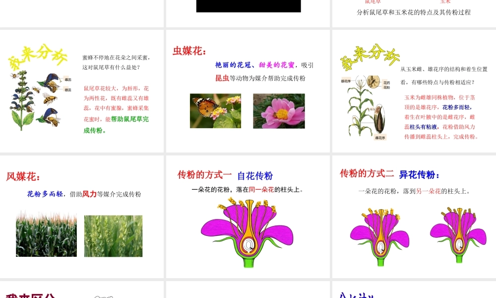 八年级生物上册 1.2 传粉与受精课件 （新版）济南版