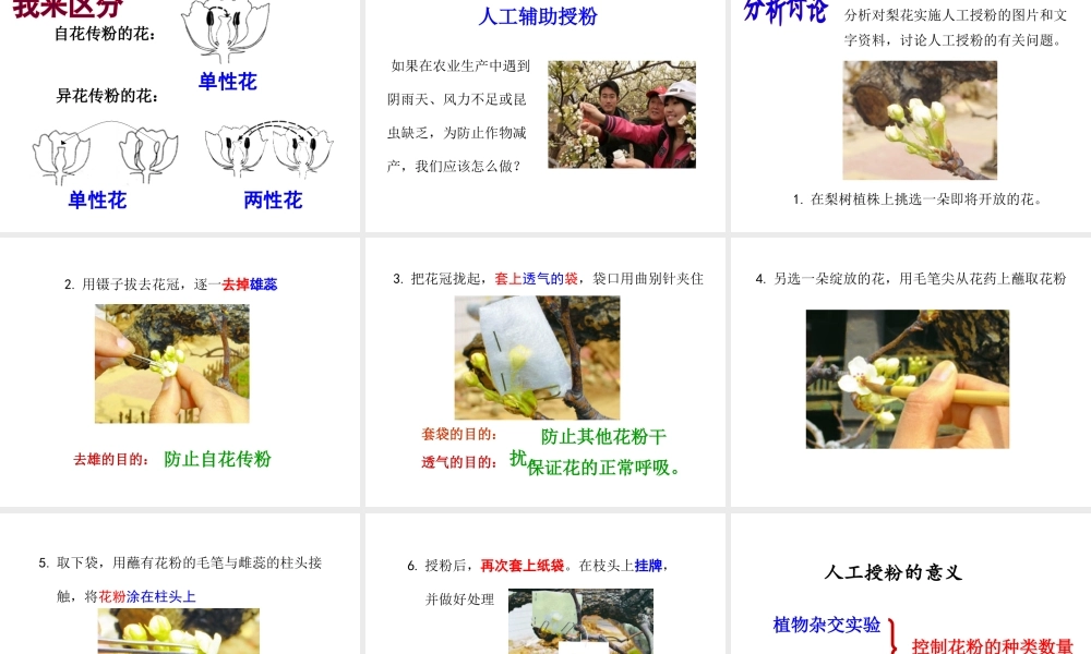 八年级生物上册 1.2 传粉与受精课件 （新版）济南版