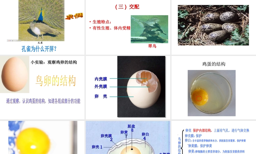 八年级生物上册 4.2.3 鸟的生殖和发育课件 （新版）济南版-（新版）济南级上册生物课件