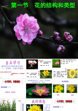 八年级生物上册 4.1.1《花的结构和类型》（第2课时）课件 （新版）济南版-（新版）济南版初中八年级上册生物课件