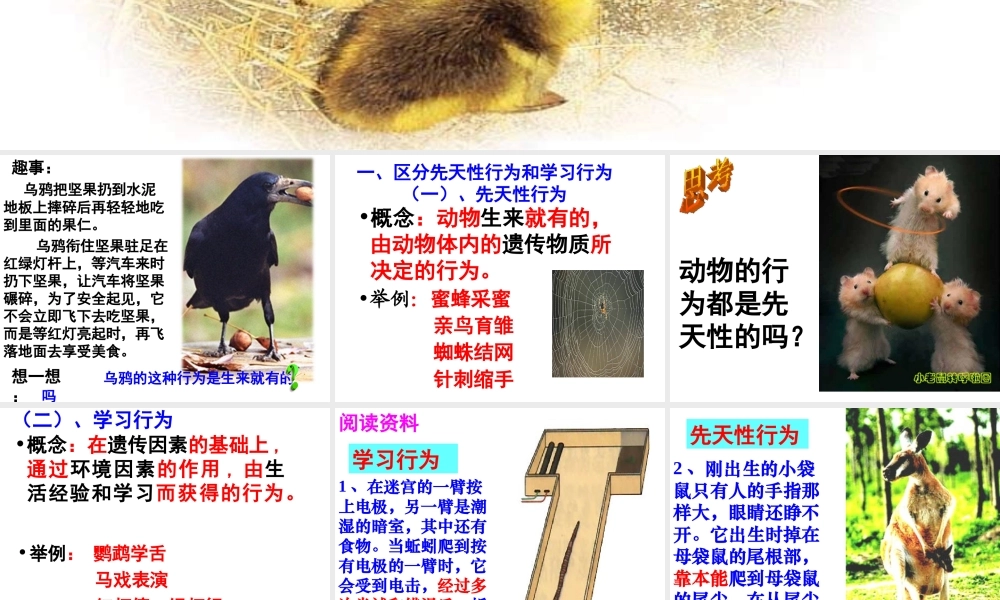 八年级生物上册 4.2.3 先天性行为和学习行为课件 （新版）冀教版-（新版）冀教版初中八年级上册生物课件