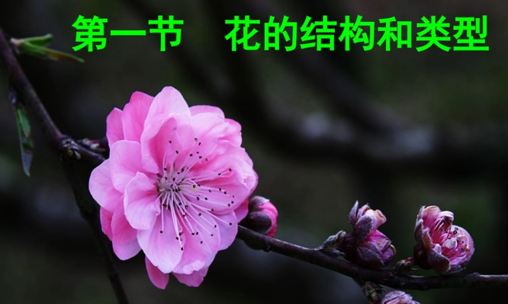 八年级生物上册 4.1.1《花的结构和类型》（第2课时）课件 （新版）济南版-（新版）济南级上册生物课件