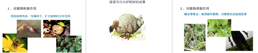 八年级生物上册 17.1《动物在生物圈中的作用》课件4 （新版）北师大版-（新版）北师大级上册生物课件