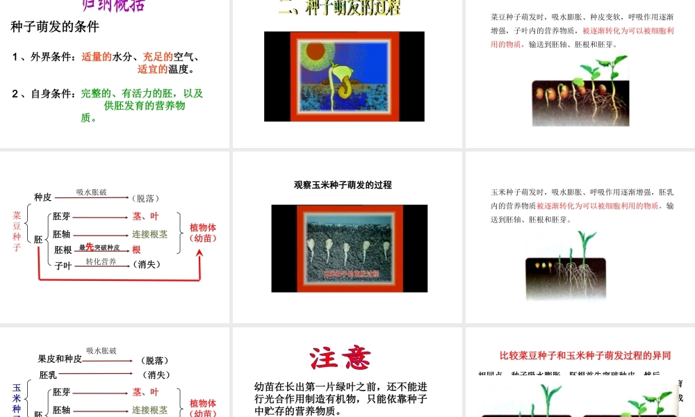 八年级生物上册 1.4 种子的萌发课件 （新版）济南版