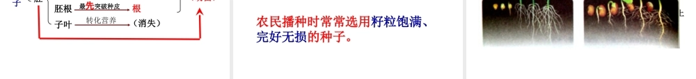 八年级生物上册 1.4 种子的萌发课件 （新版）济南版