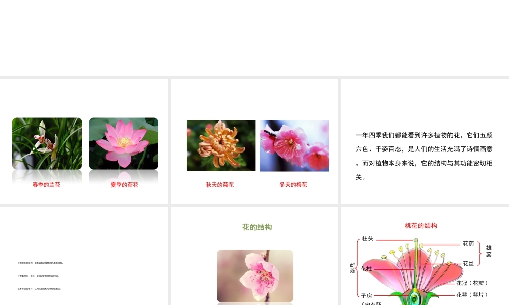 八年级生物上册 4.1.1《花的结构和类型》课件 （新版）济南版-（新版）济南版初中八年级上册生物课件