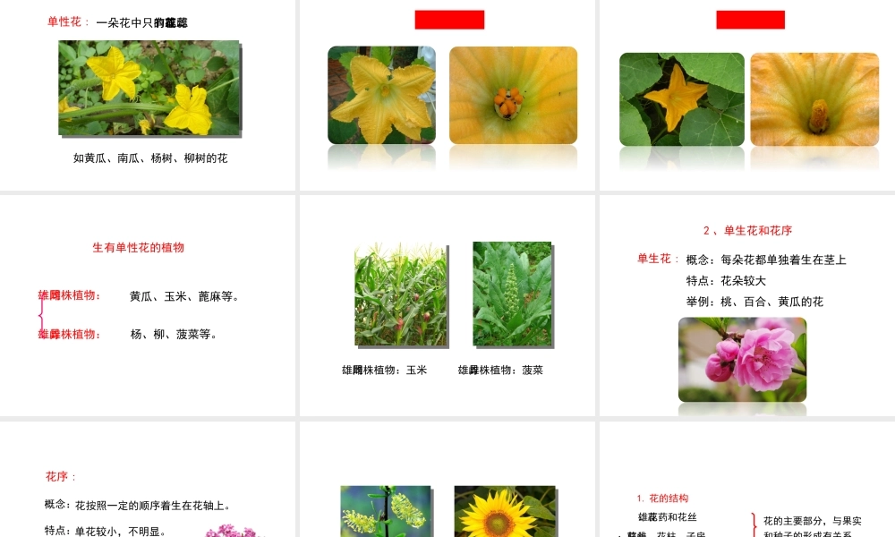 八年级生物上册 4.1.1《花的结构和类型》课件 （新版）济南版-（新版）济南版初中八年级上册生物课件