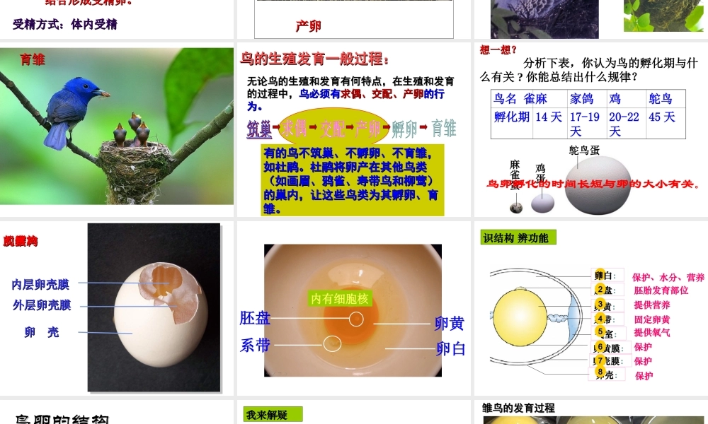 八年级生物上册 4.2.3《鸟的生殖和发育》课件 （新版）济南版-（新版）济南版初中八年级上册生物课件