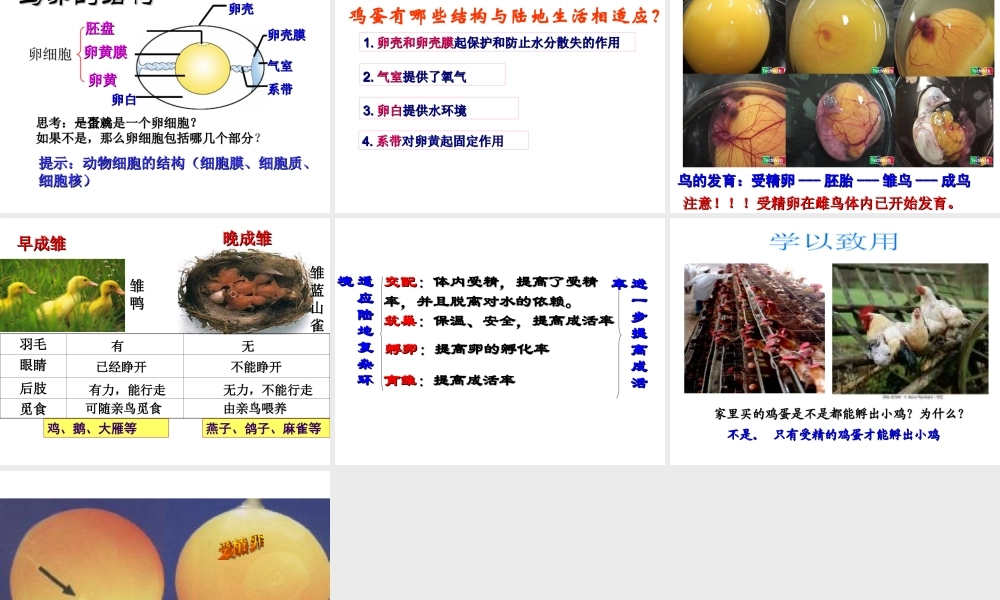 八年级生物上册 4.2.3《鸟的生殖和发育》课件 （新版）济南版-（新版）济南版初中八年级上册生物课件