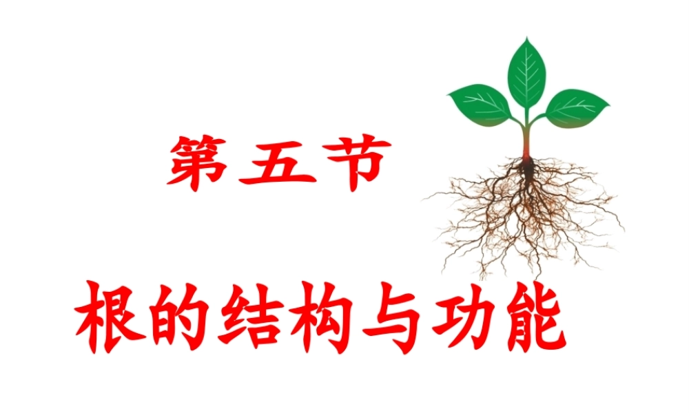 八年级生物上册 1.5 根的结构与功能课件 （新版）济南版