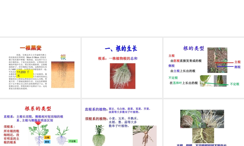 八年级生物上册 1.5 根的结构与功能课件 （新版）济南版