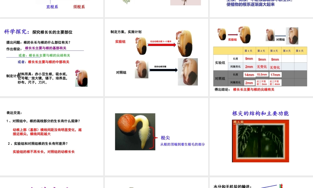 八年级生物上册 1.5 根的结构与功能课件 （新版）济南版
