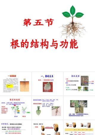 八年级生物上册 1.5 根的结构与功能课件 （新版）济南版