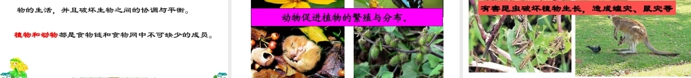 八年级生物上册 17.1《动物在生物圈中的作用》课件5 （新版）北师大版-（新版）北师大版初中八年级上册生物课件
