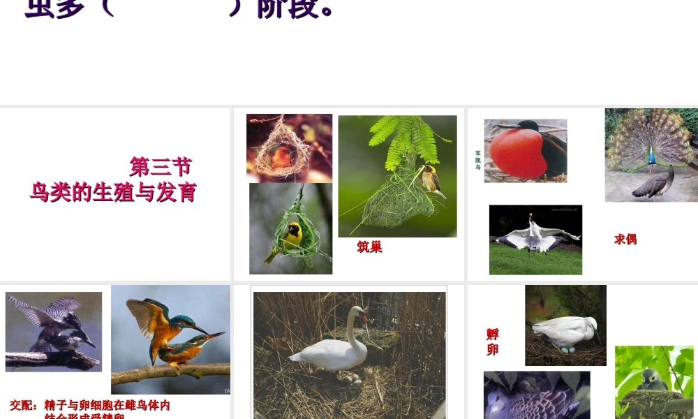 八年级生物上册 4.2.3《鸟的生殖和发育》课件 （新版）济南版-（新版）济南级上册生物课件