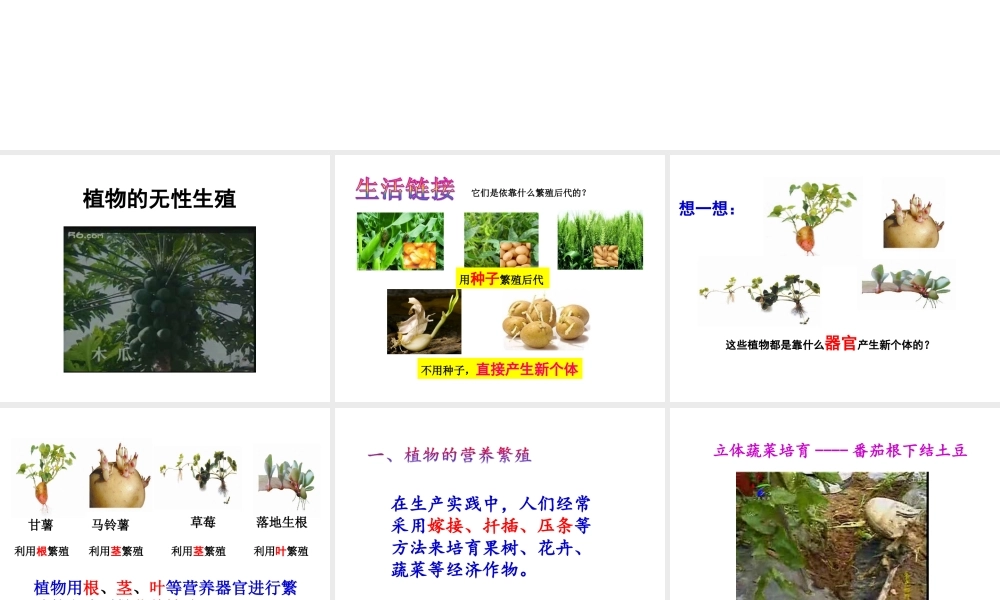 八年级生物上册 1.7 植物的无性生殖课件 （新版）济南版
