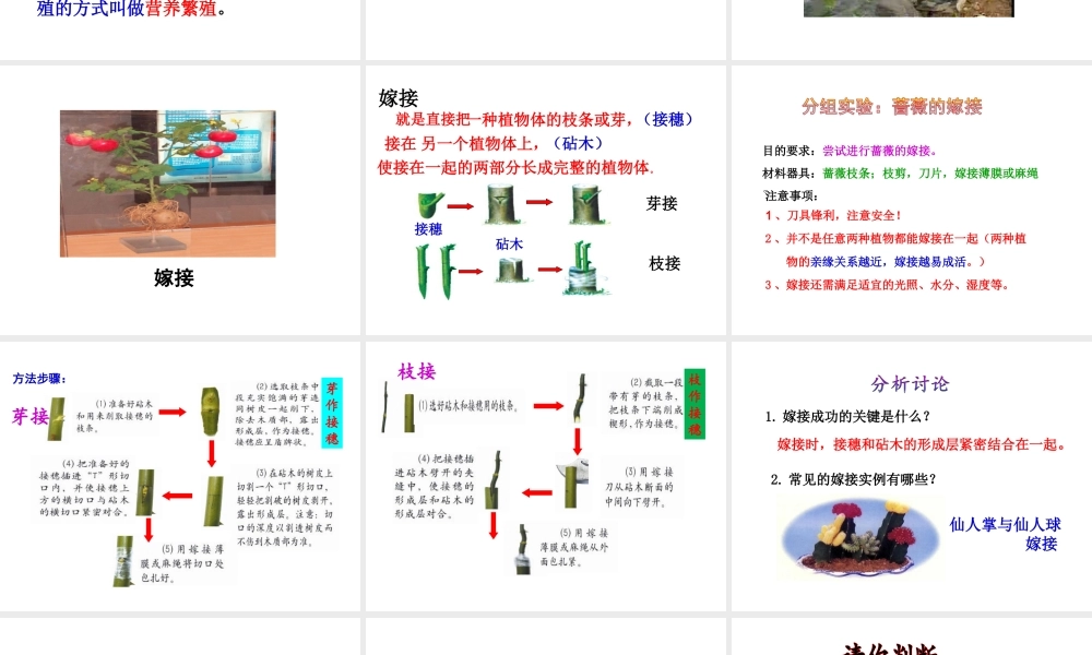 八年级生物上册 1.7 植物的无性生殖课件 （新版）济南版