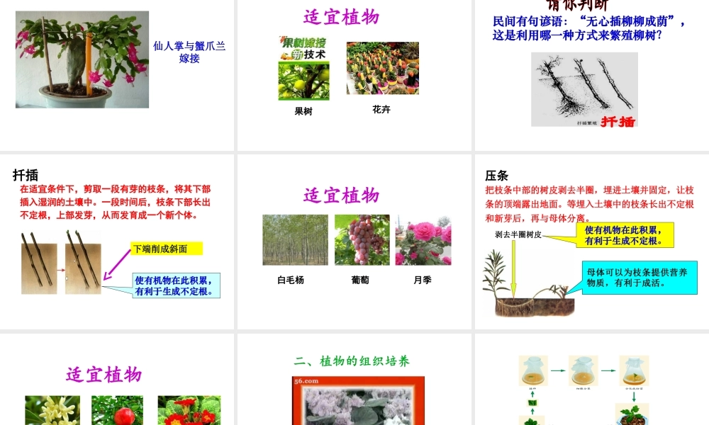 八年级生物上册 1.7 植物的无性生殖课件 （新版）济南版