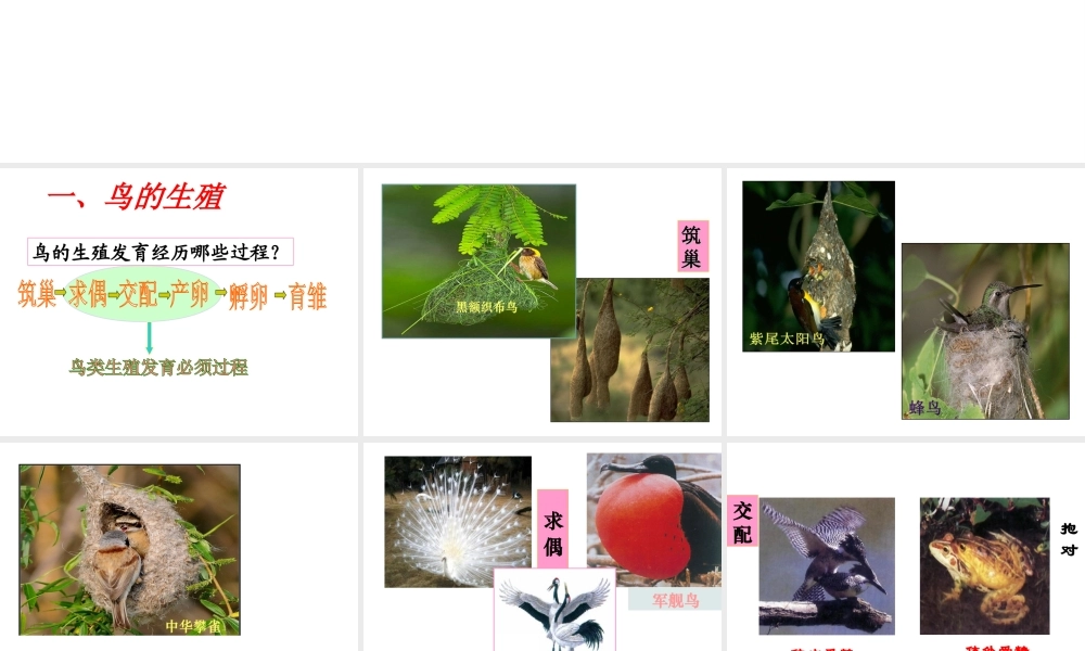 八年级生物上册 4.2.3《鸟的生殖和发育》课件1 （新版）济南版-（新版）济南版初中八年级上册生物课件