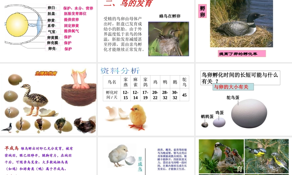 八年级生物上册 4.2.3《鸟的生殖和发育》课件1 （新版）济南版-（新版）济南版初中八年级上册生物课件
