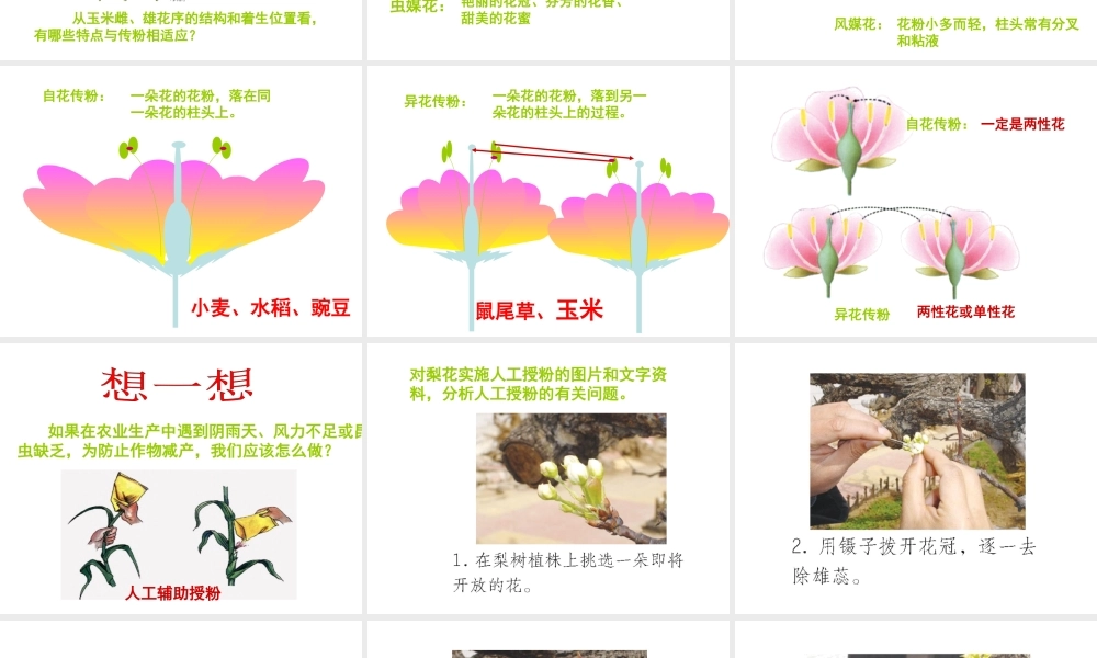 八年级生物上册 4.1.2 传粉和受精课件 （新版）济南版-（新版）济南级上册生物课件