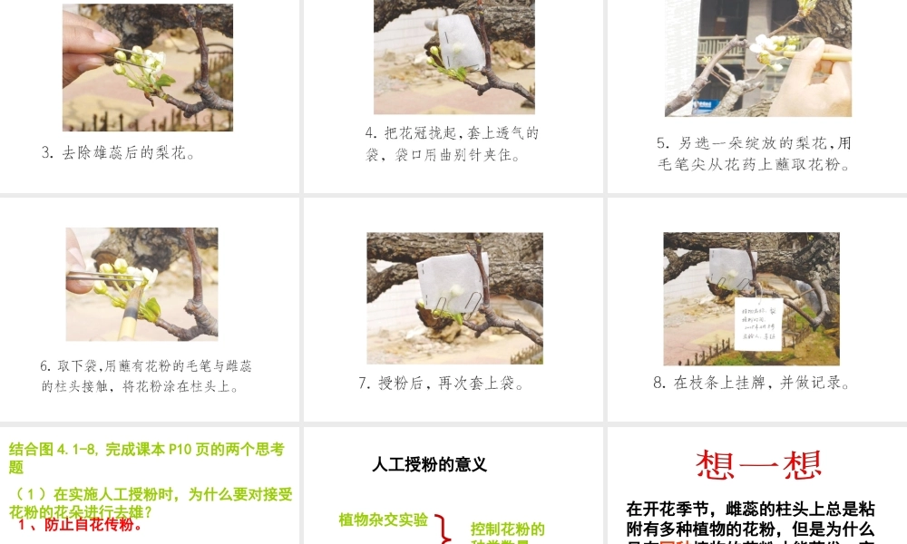 八年级生物上册 4.1.2 传粉和受精课件 （新版）济南版-（新版）济南级上册生物课件