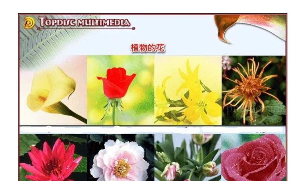 八年级生物上册 4.1.2 传粉和受精课件 济南版