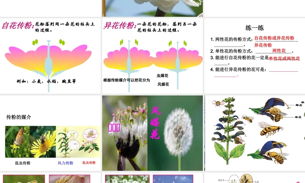 八年级生物上册 4.1.2 传粉和受精课件 济南版