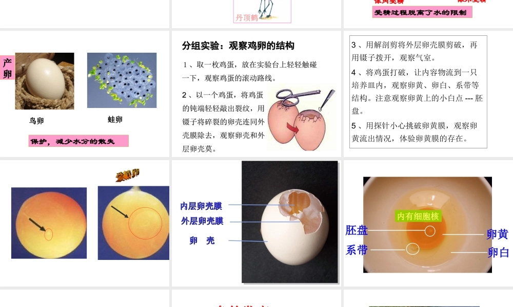 八年级生物上册 4.2.3《鸟的生殖和发育》课件1 （新版）济南版-（新版）济南级上册生物课件