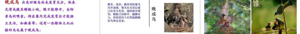 八年级生物上册 4.2.3《鸟的生殖和发育》课件1 （新版）济南版-（新版）济南级上册生物课件