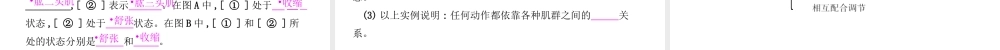 八年级生物上册 4.1.2 运动的完成课件 （新版）冀教版-（新版）冀教版初中八年级上册生物课件
