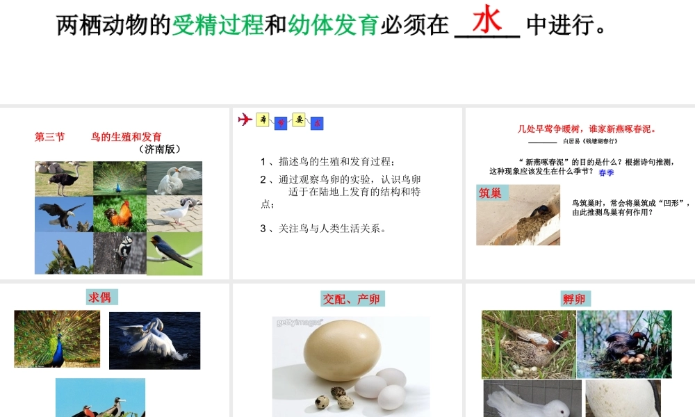 八年级生物上册 4.2.3《鸟的生殖和发育》课件2 （新版）济南版-（新版）济南版初中八年级上册生物课件