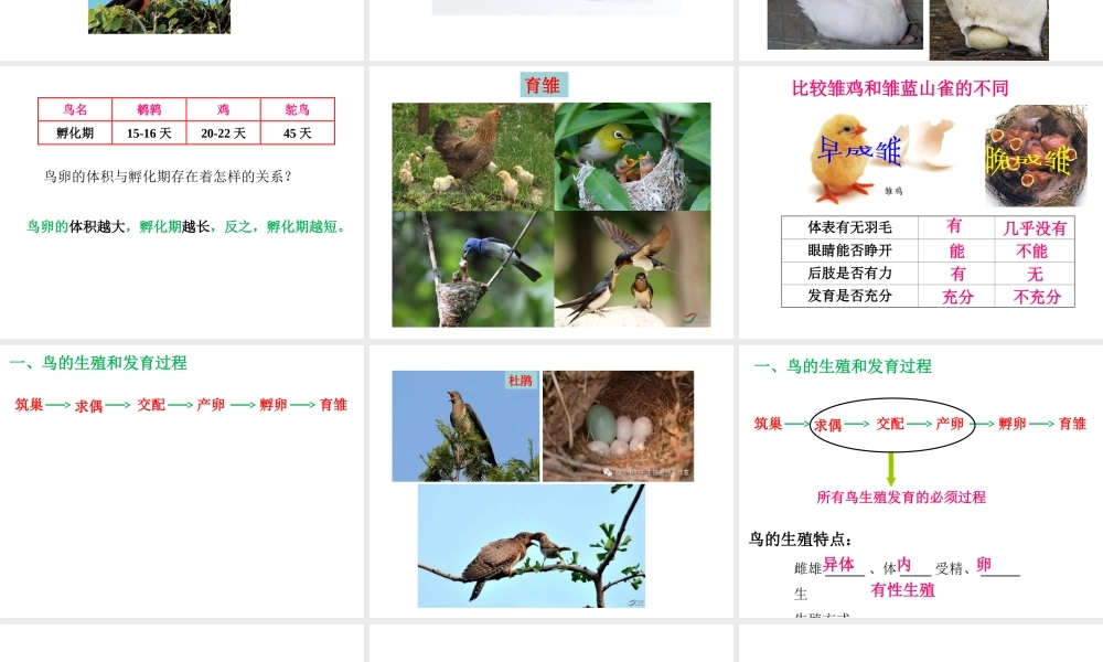八年级生物上册 4.2.3《鸟的生殖和发育》课件2 （新版）济南版-（新版）济南版初中八年级上册生物课件
