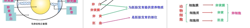 八年级生物上册 4.2.3《鸟的生殖和发育》课件2 （新版）济南版-（新版）济南版初中八年级上册生物课件