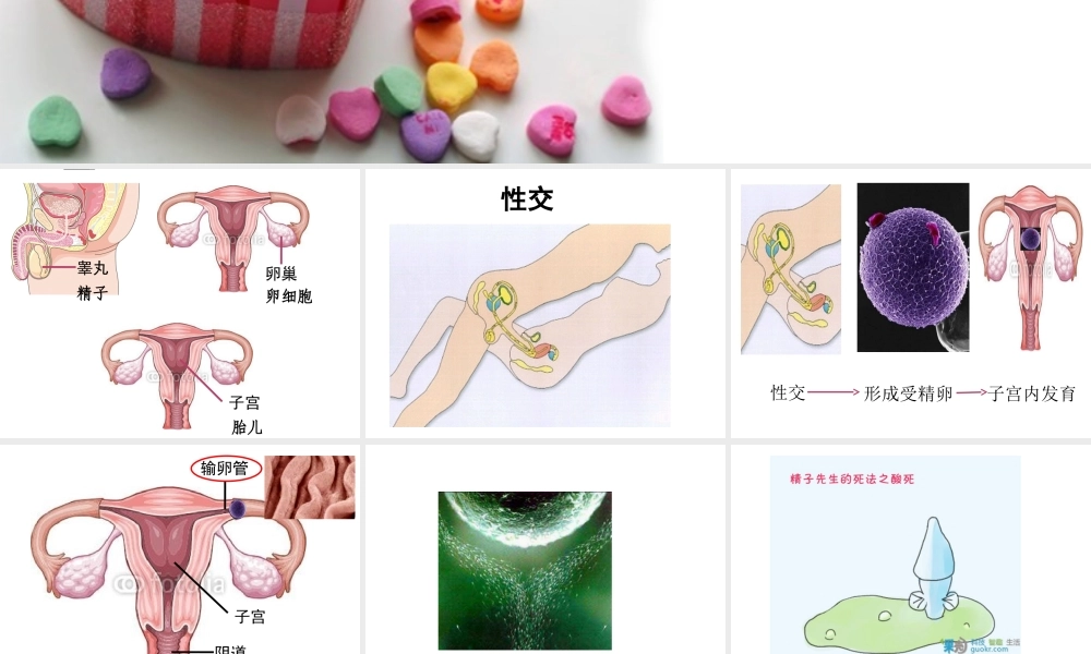 八年级生物上册 10.1 人的生殖和发育教学课件 （新版）北京版-北京版初中八年级上册生物课件