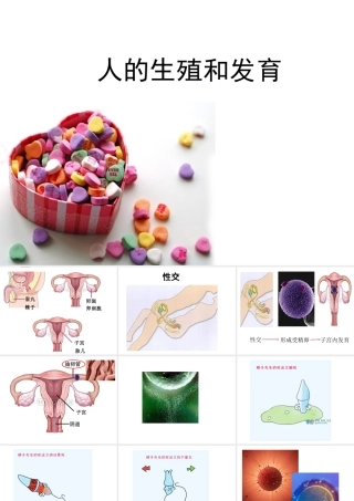 八年级生物上册 10.1 人的生殖和发育教学课件 （新版）北京版-北京版初中八年级上册生物课件