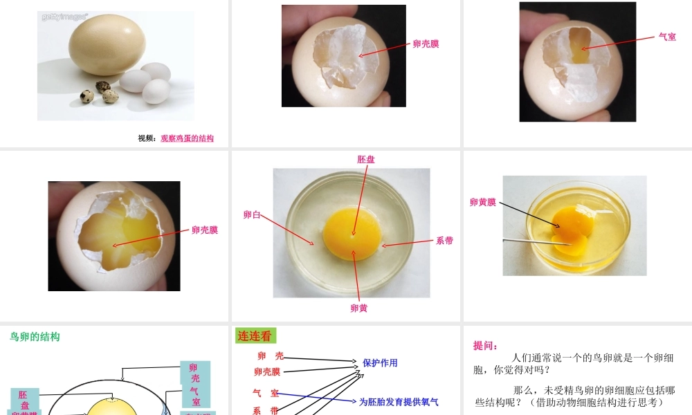 八年级生物上册 4.2.3《鸟的生殖和发育》课件2 （新版）济南版-（新版）济南级上册生物课件