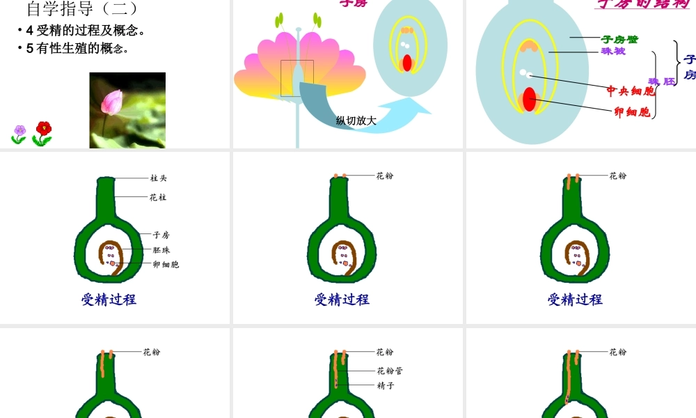 八年级生物上册 4.1.2《传粉与受精》课件 （新版）济南版-（新版）济南级上册生物课件