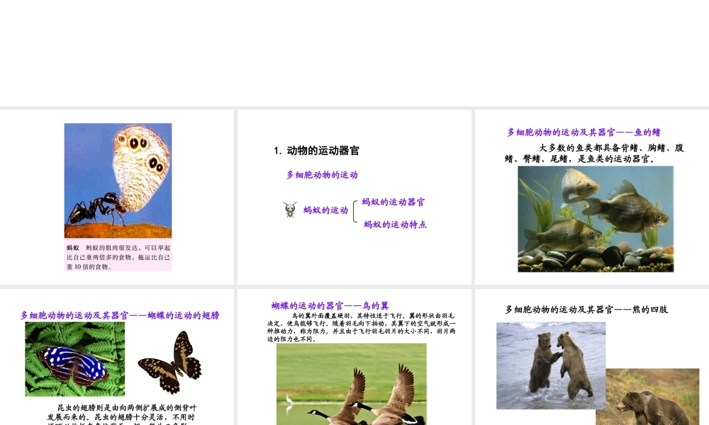 八年级生物上册 17.2 动物的运动依赖一定的结构课件 （新版）苏教版-（新版）苏教版初中八年级上册生物课件