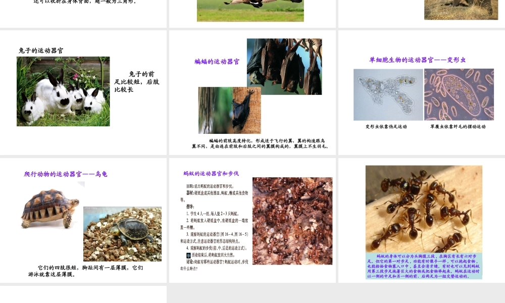 八年级生物上册 17.2 动物的运动依赖一定的结构课件 （新版）苏教版-（新版）苏教版初中八年级上册生物课件