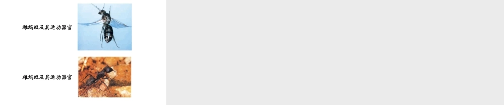 八年级生物上册 17.2 动物的运动依赖一定的结构课件 （新版）苏教版-（新版）苏教版初中八年级上册生物课件