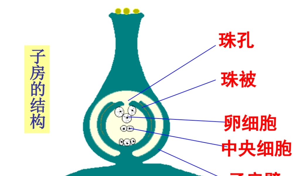 八年级生物上册 4.1.3 果实和种子的形成课件 （新版）济南版-（新版）济南级上册生物课件