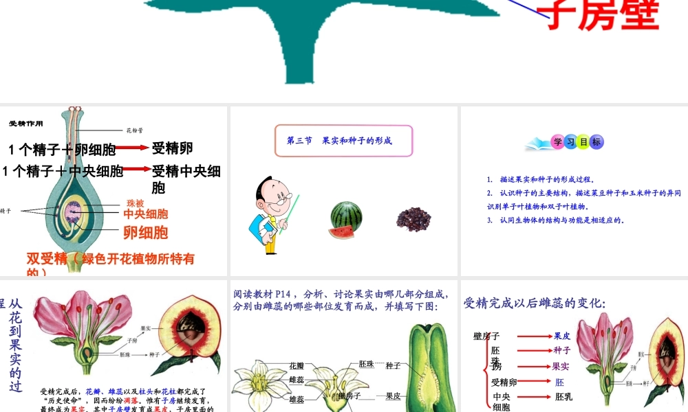八年级生物上册 4.1.3 果实和种子的形成课件 （新版）济南版-（新版）济南级上册生物课件