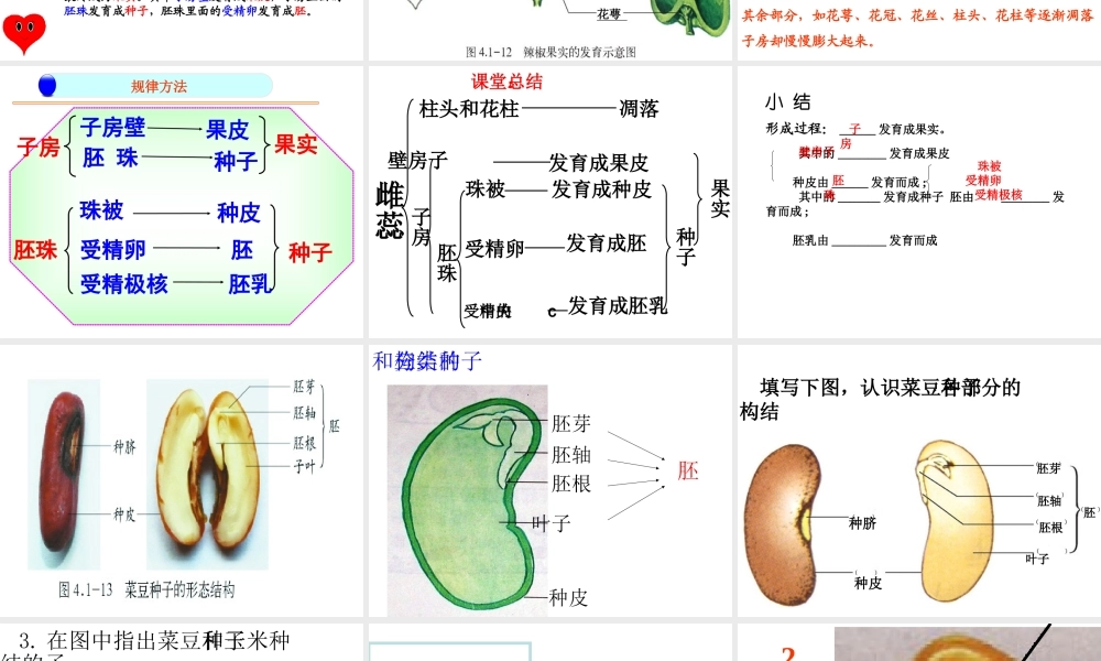 八年级生物上册 4.1.3 果实和种子的形成课件 （新版）济南版-（新版）济南级上册生物课件
