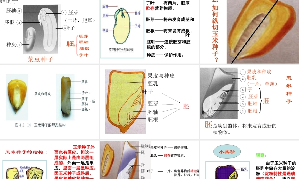 八年级生物上册 4.1.3 果实和种子的形成课件 （新版）济南版-（新版）济南级上册生物课件
