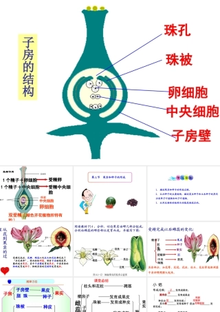 八年级生物上册 4.1.3 果实和种子的形成课件 （新版）济南版-（新版）济南级上册生物课件