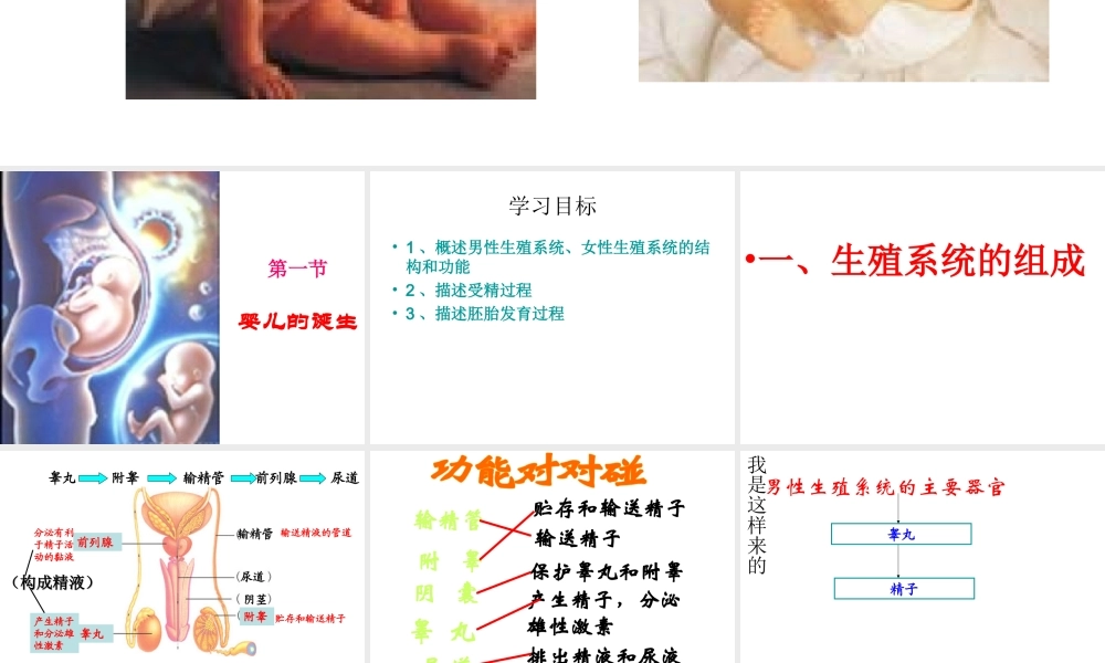 八年级生物上册 4.3.1 婴儿的诞生课件 （新版）济南版-（新版）济南版初中八年级上册生物课件